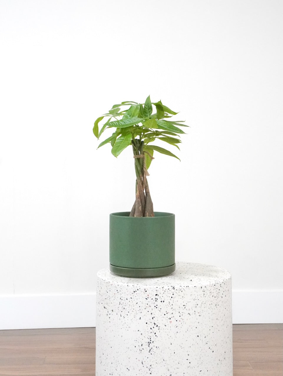 the sill money tree plant small Money Tree Plant, Pachira | Vancouver Plant Store