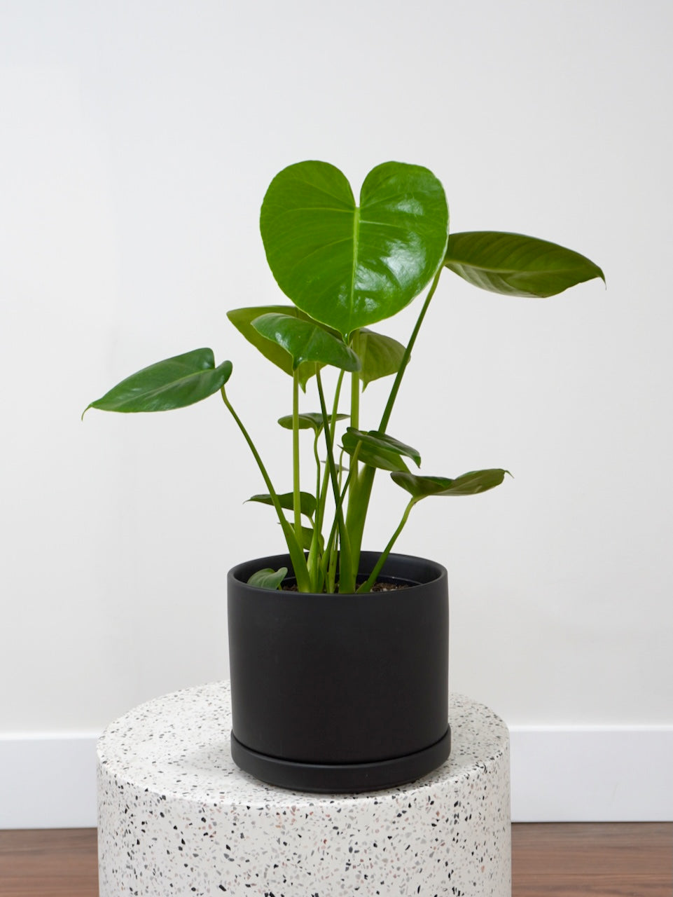 Zilla the Monstera Deliciosa, Medium