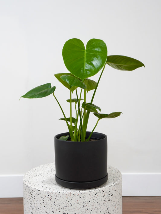 Zilla the Monstera Deliciosa, Medium