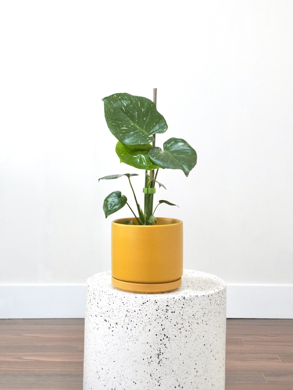 Zilla the Monstera Deliciosa 'Thai Constellation', Medium