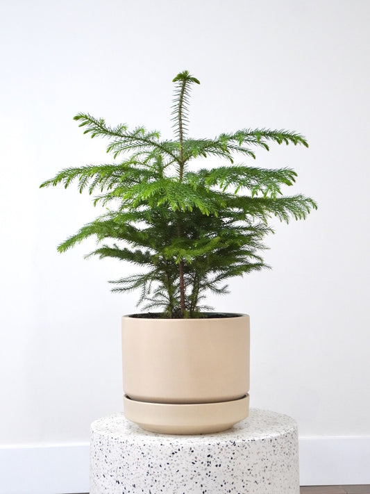 Noel the Norfolk Pine, Large