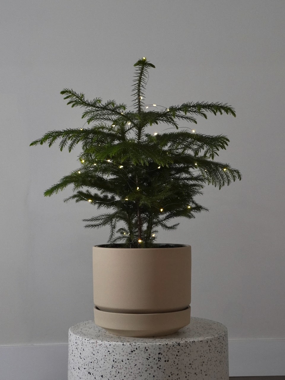 Noel the Norfolk Pine, Large