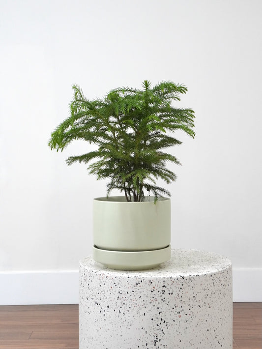 Noel the Norfolk Pine, Medium