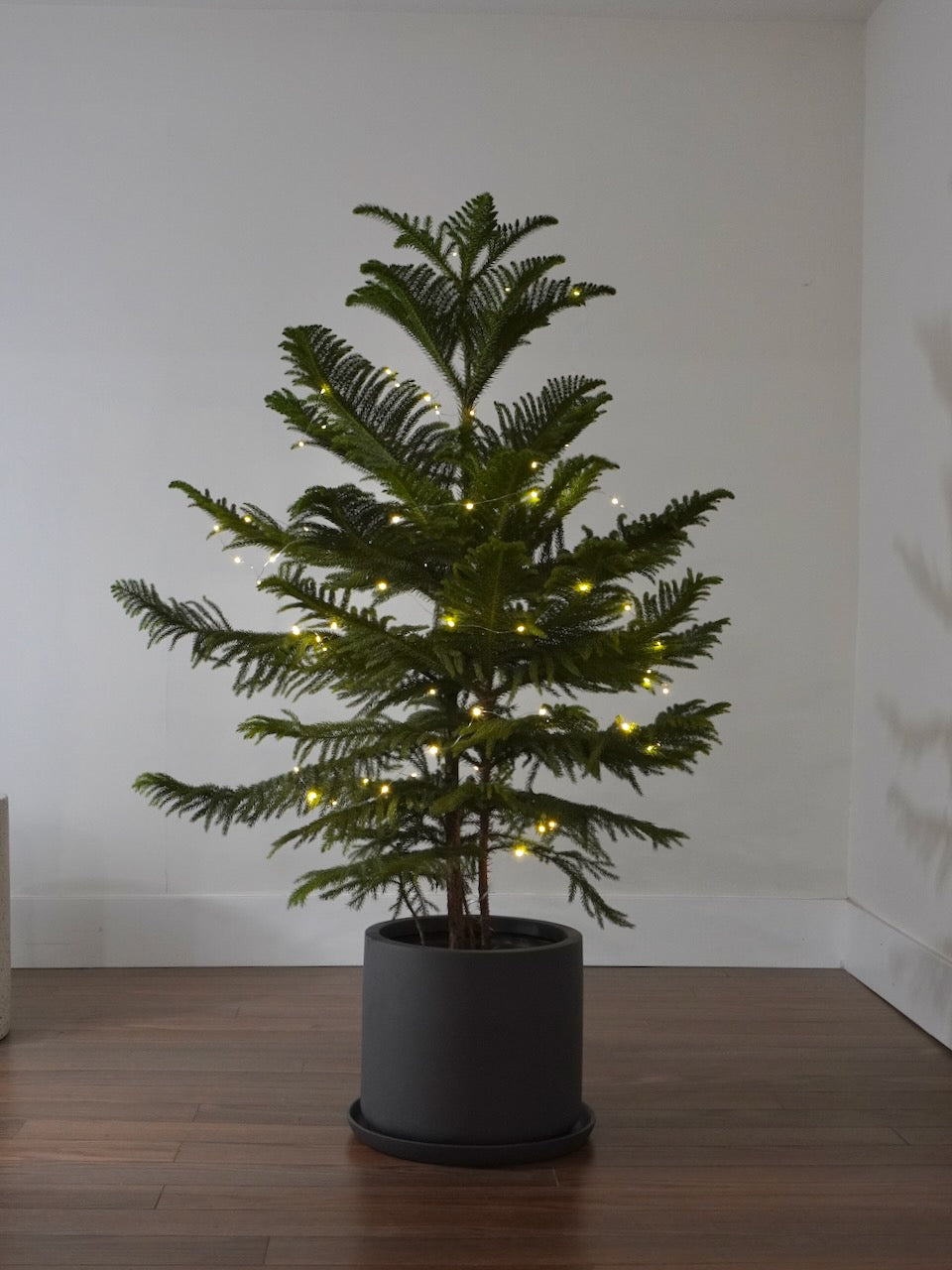 Noel the Norfolk Pine Tree, XL