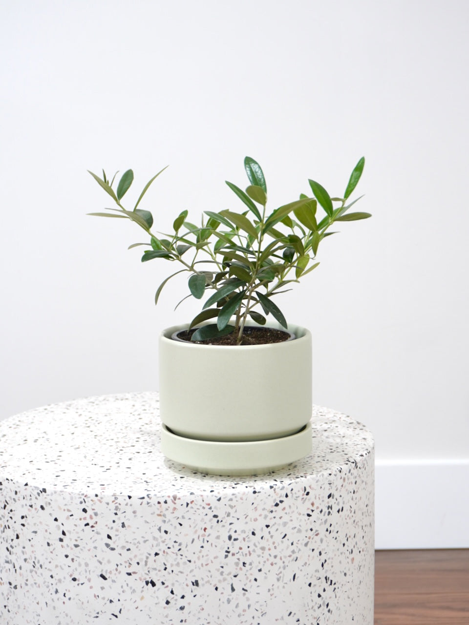 Olivia the Olive Tree, Small
