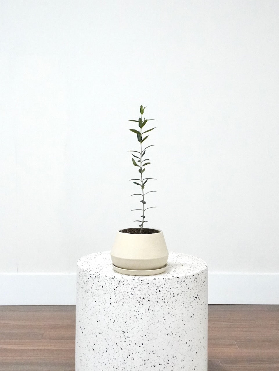 Olivia the Olive Tree, Small