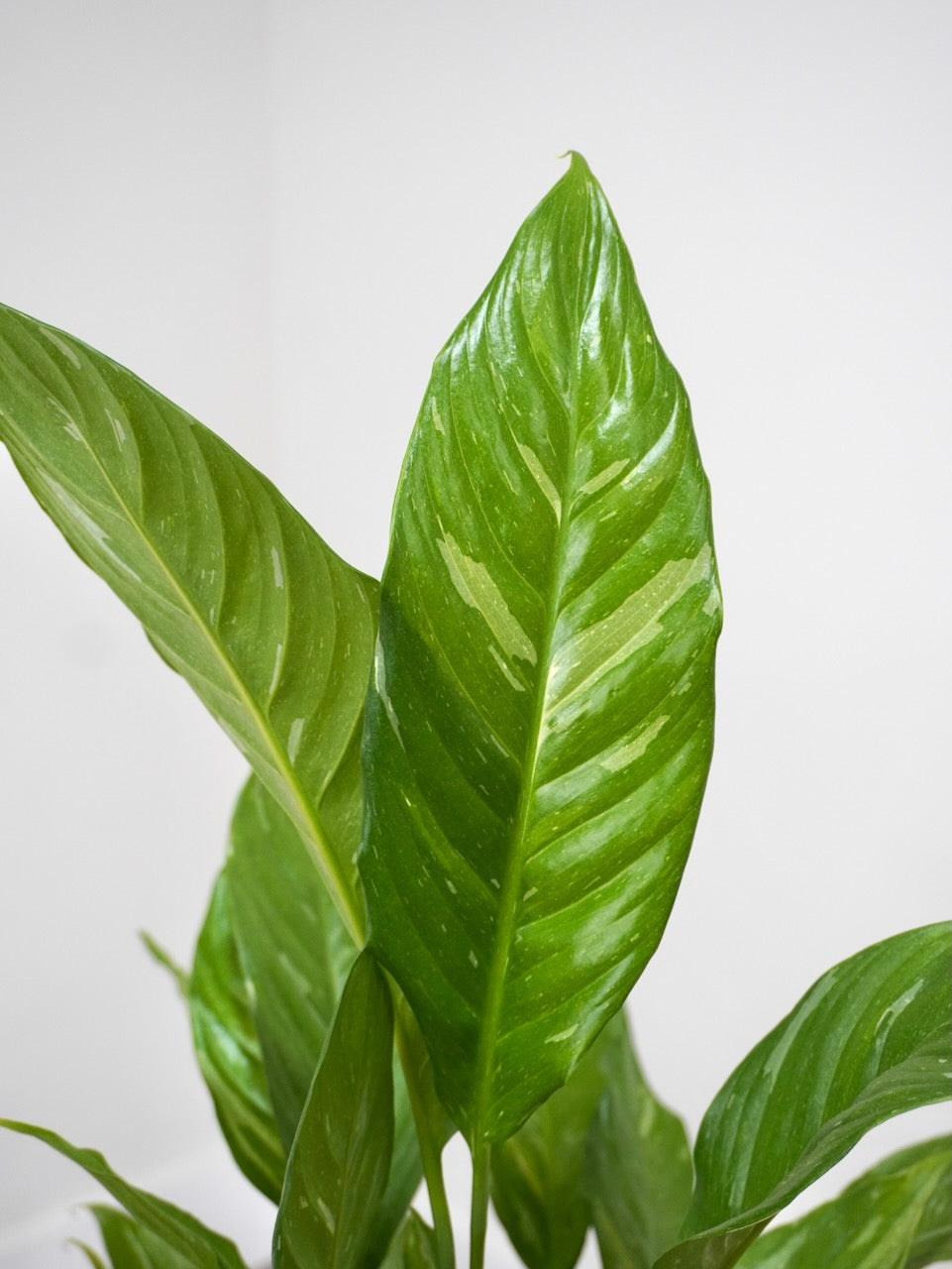 Calypso the Peace Lily 'Domino', Medium