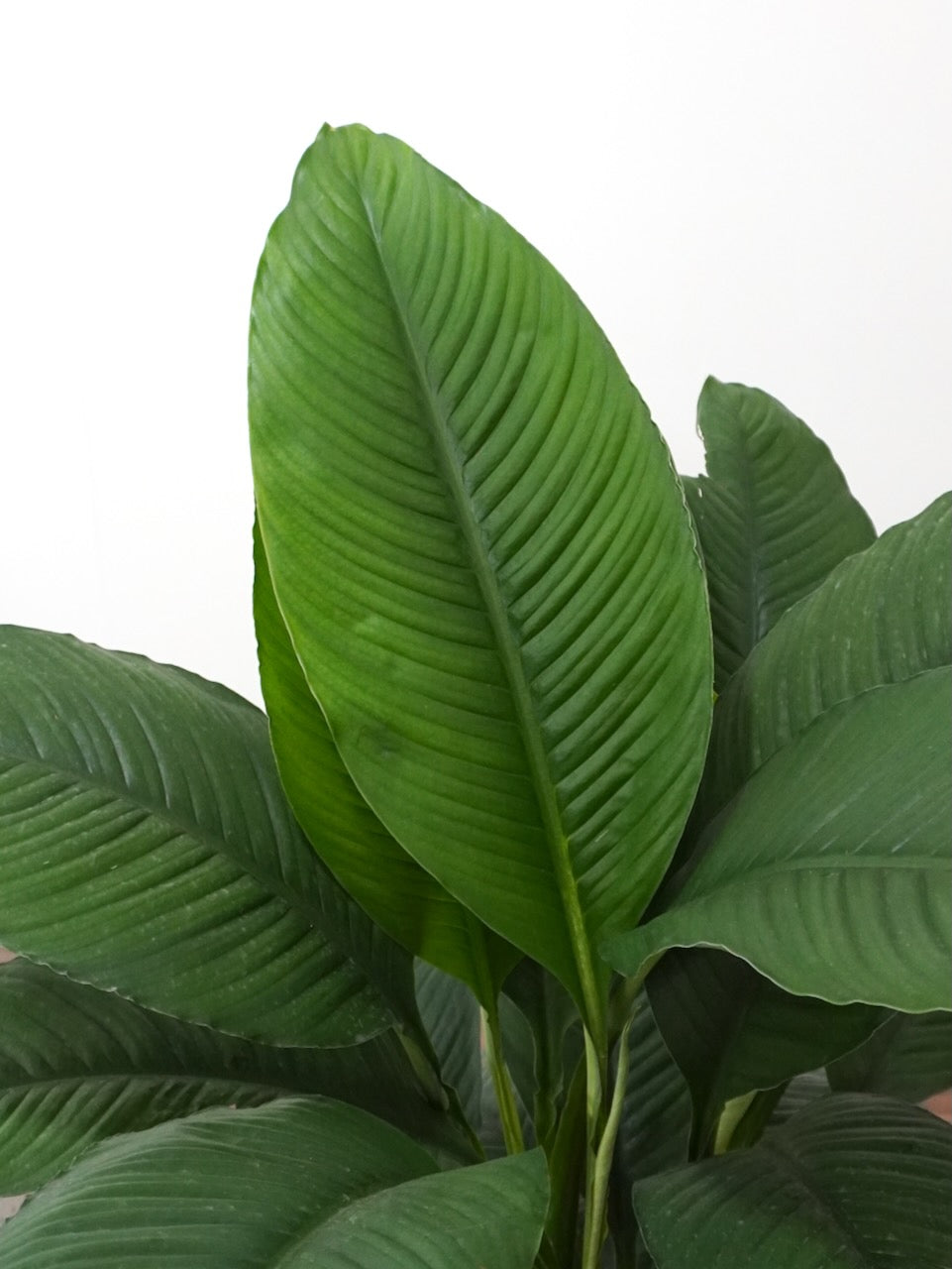 Calypso the Peace Lily Sensation, XL