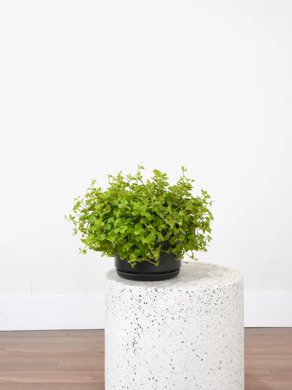 Pepper the Peperomia Rotundifolia, Medium