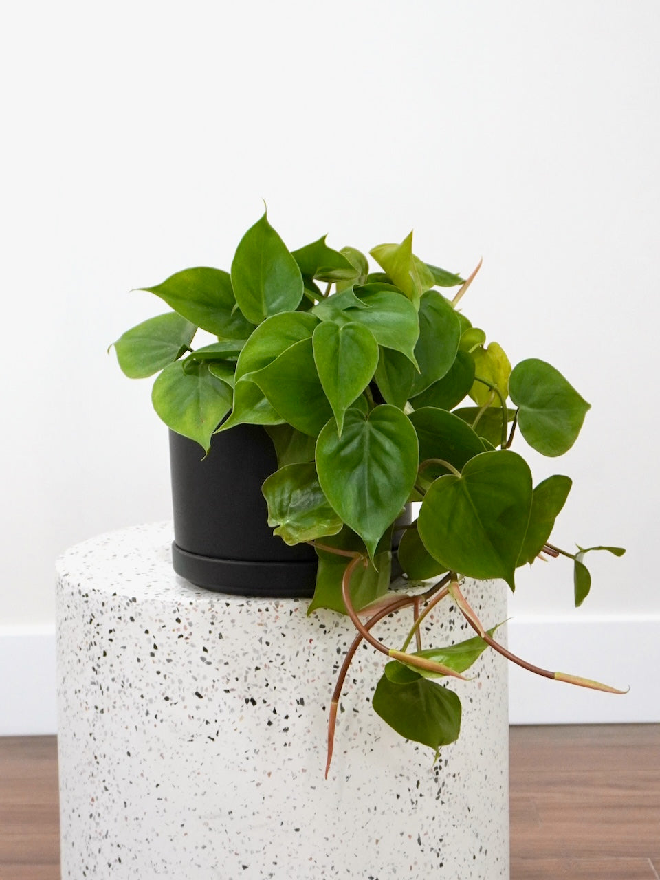 Cupid the Philodendron 'Heartleaf', Large