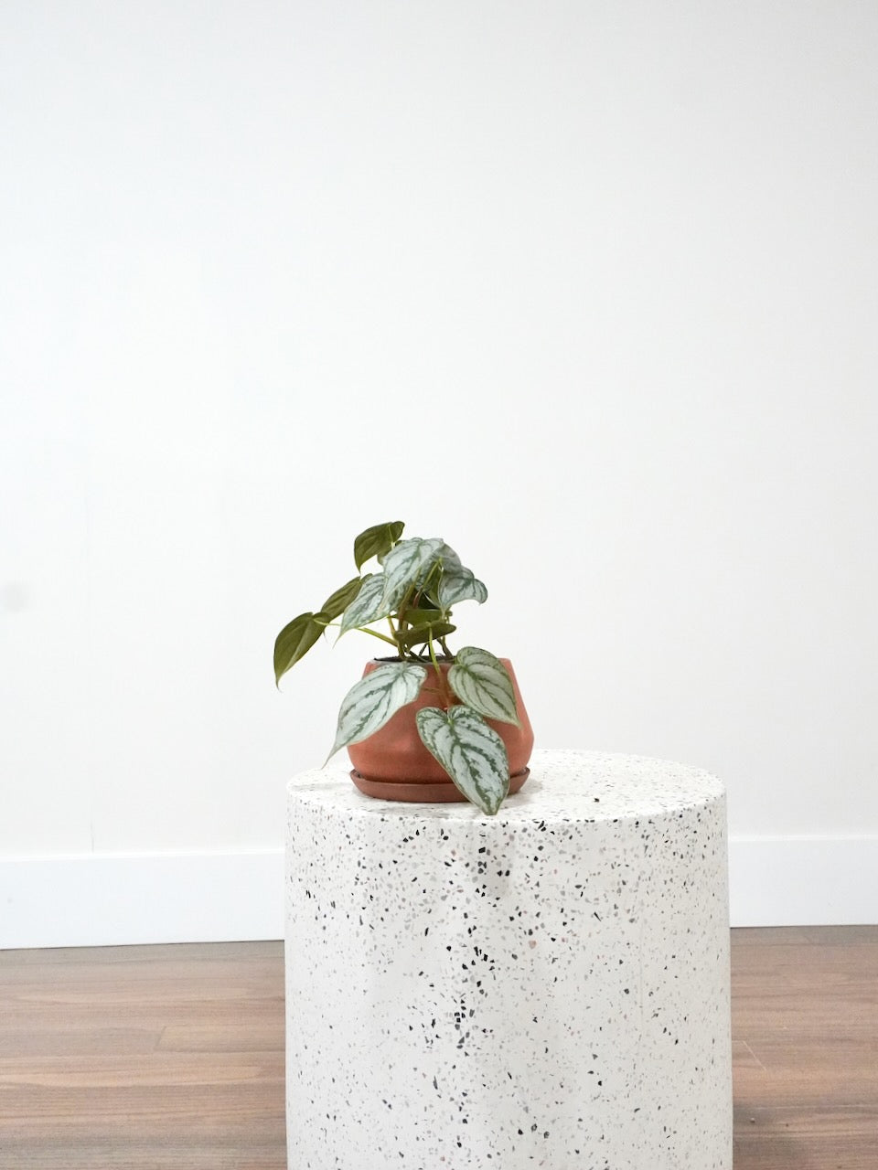 Phil the Philodendron Brandtianum, Small