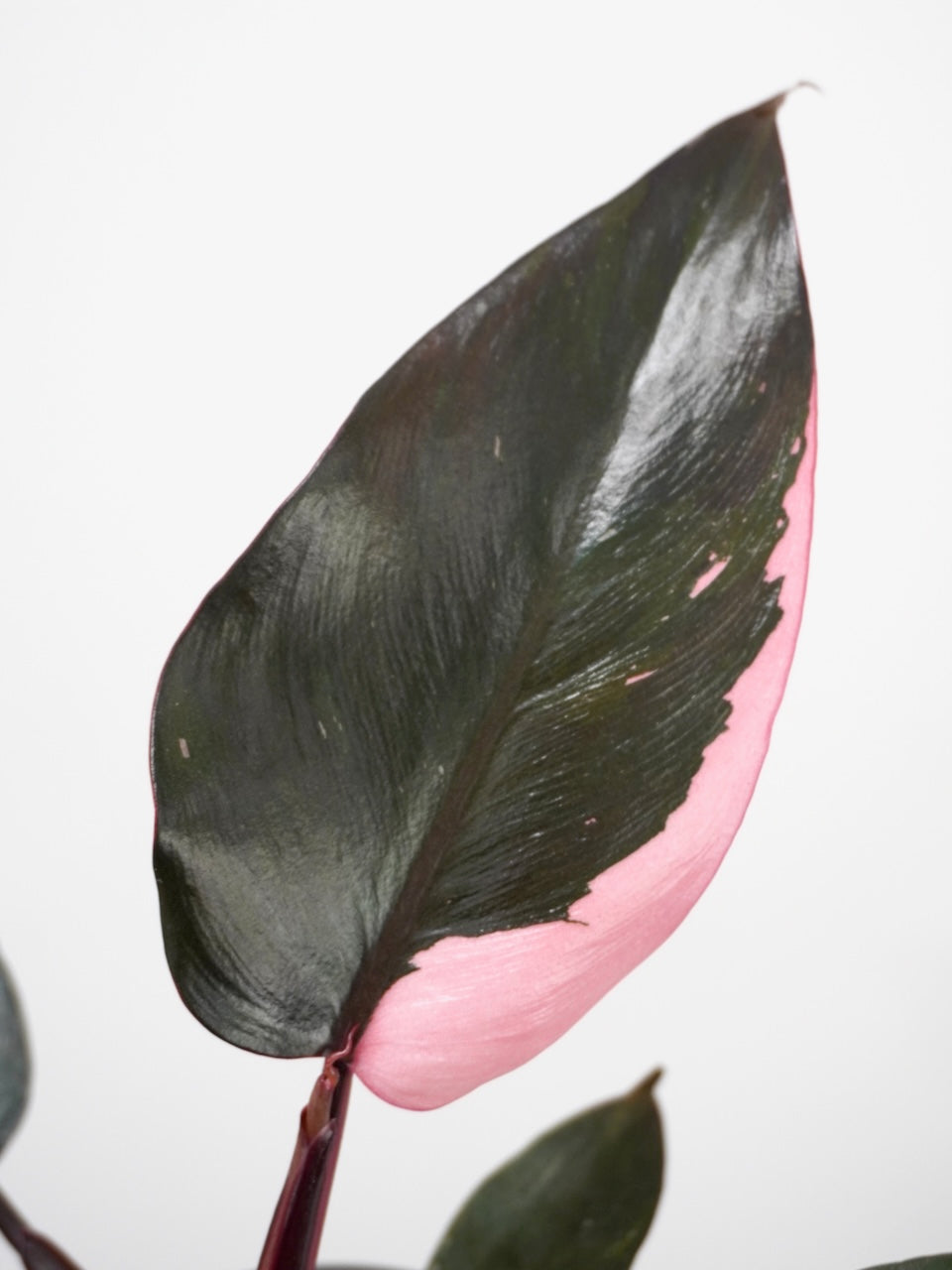 Barbie the Philodendron 'Pink Princess', Small