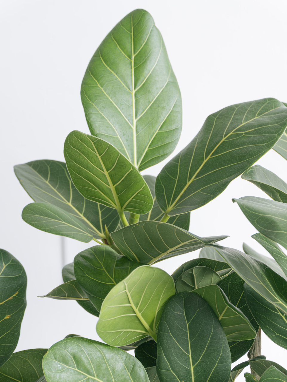 Khan the Ficus Audrey, XL