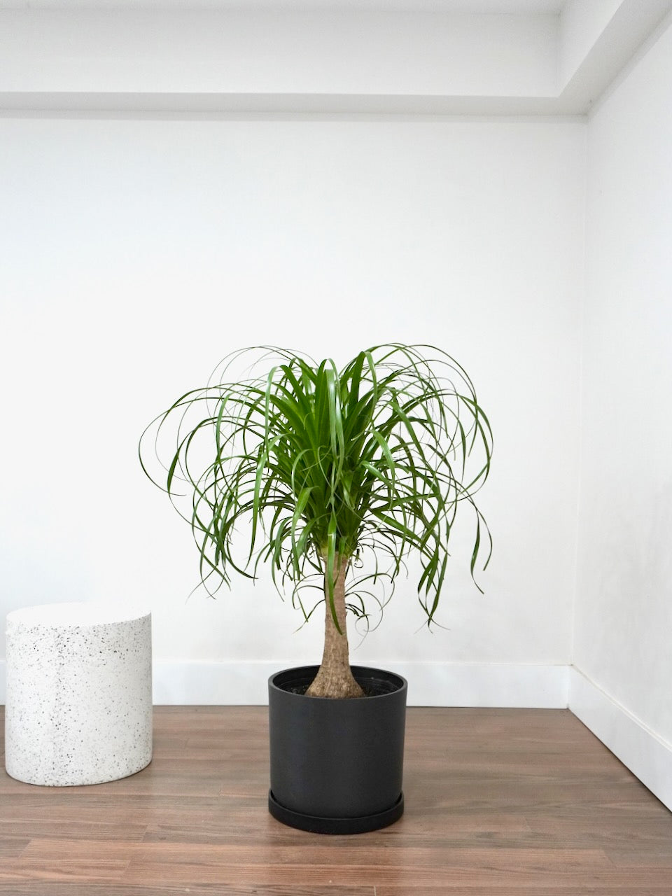 Amigo the Ponytail Palm, XL
