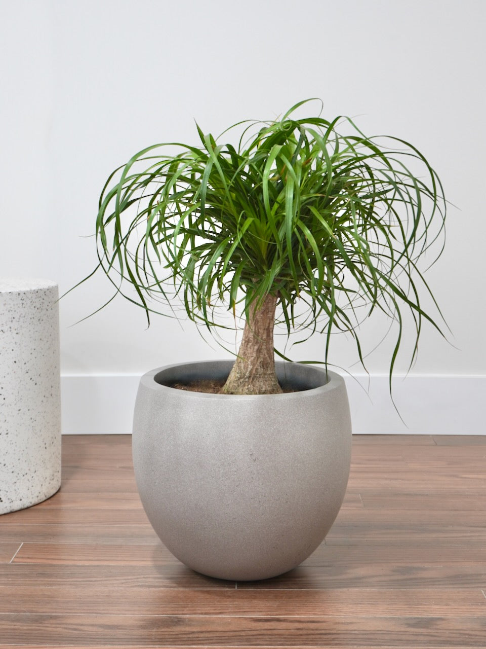 Ponytail Palm Plant, Beaucarnea, Vancouver Plant Store