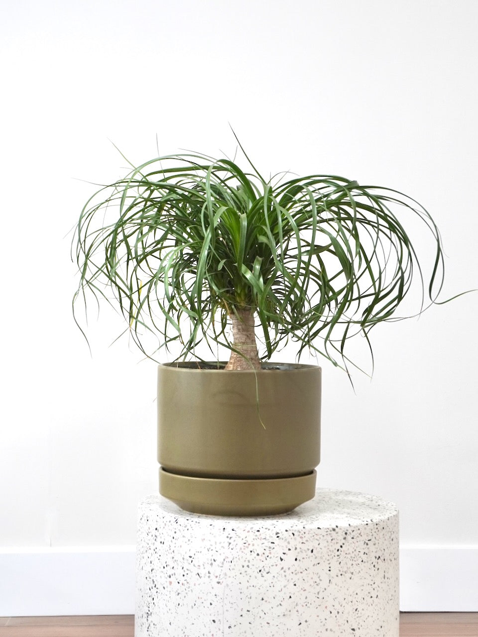 Ponytail palm toxic to humans best sale