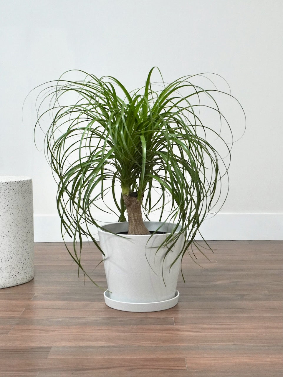 Amigo the Ponytail Palm, XL