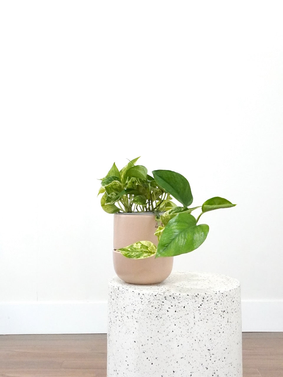 Jab-Jab the Marble Queen Pothos, Medium