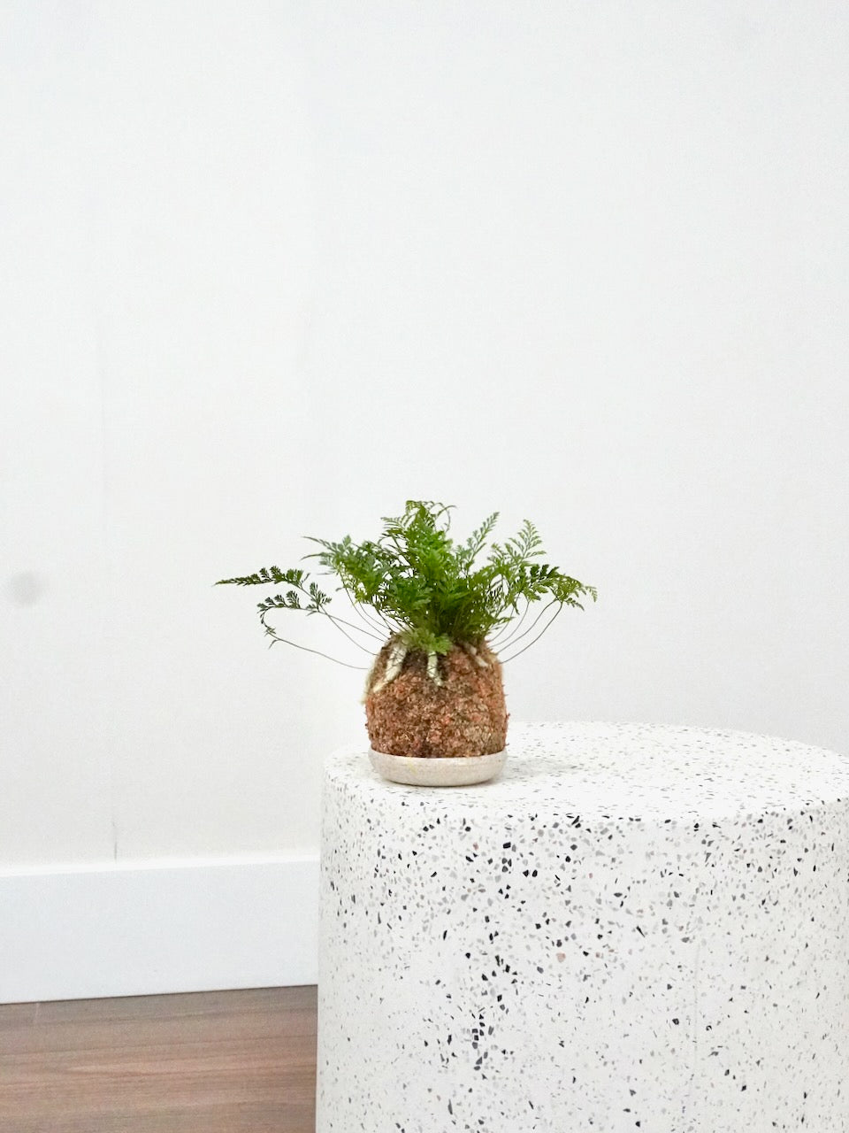 Hopper the Rabbit's Foot Fern 'Kokedama', Small