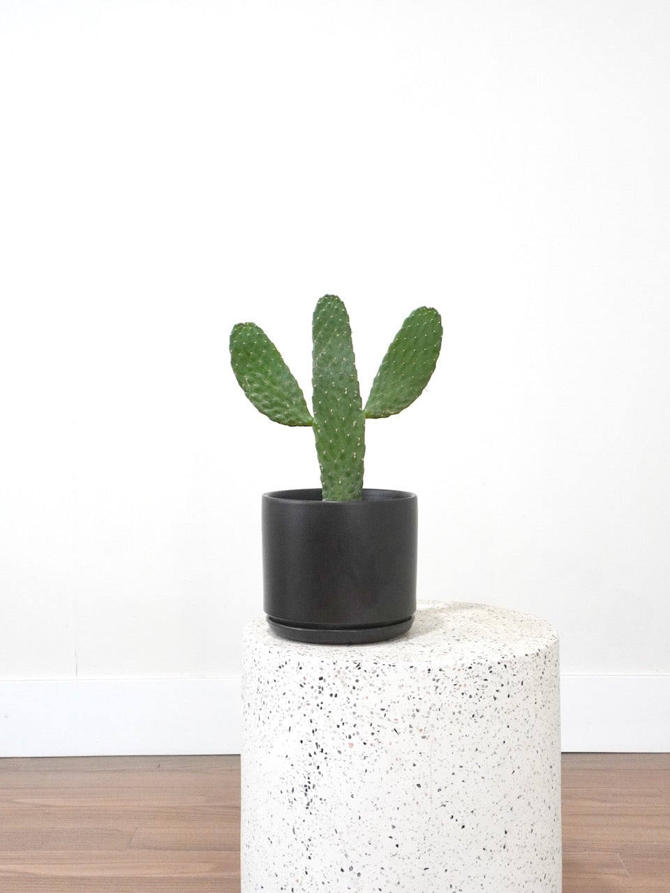Wile E. the Road Kill Cactus, Medium