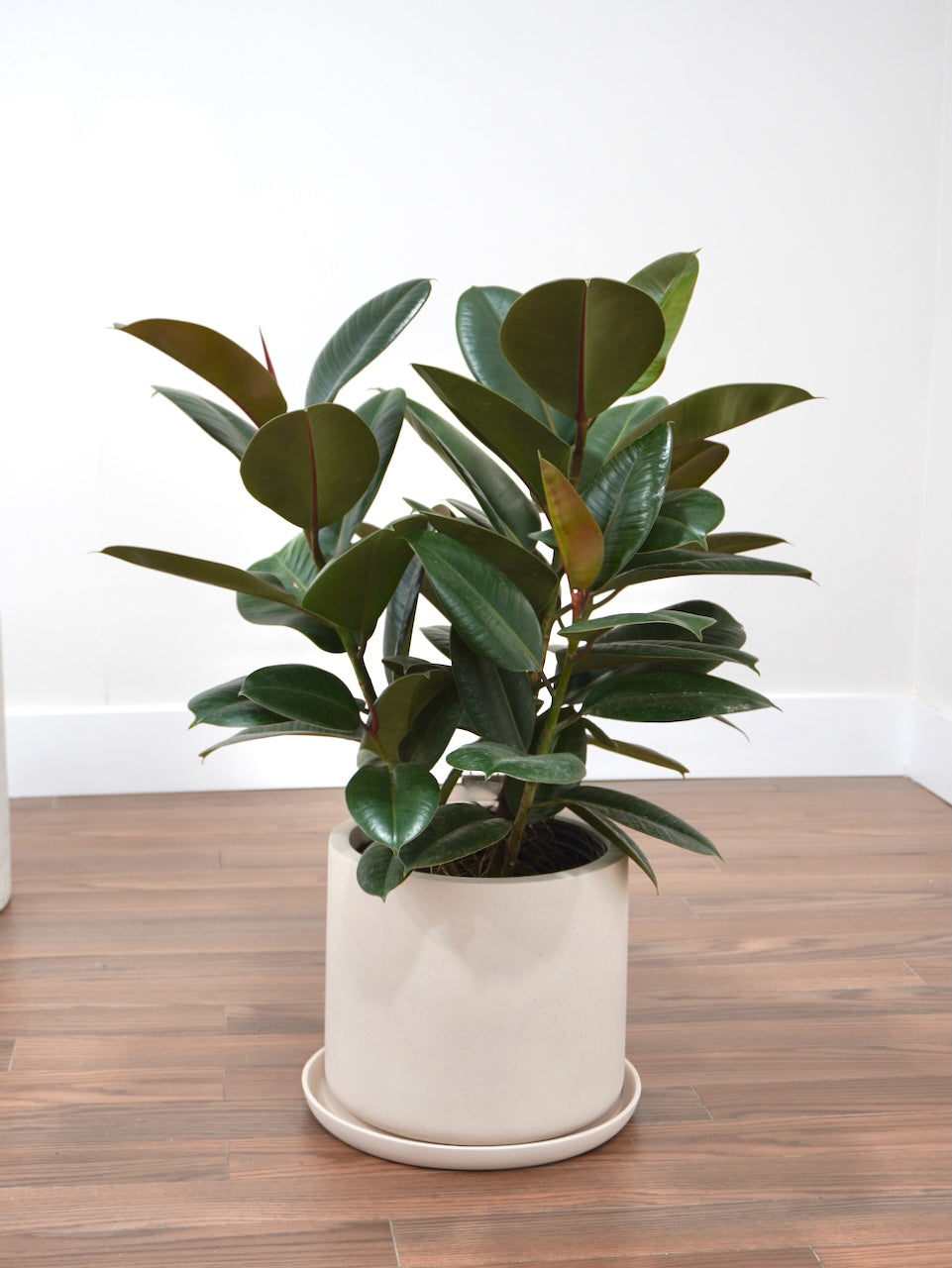 Big Red the Rubber Tree 'Robusta', XL