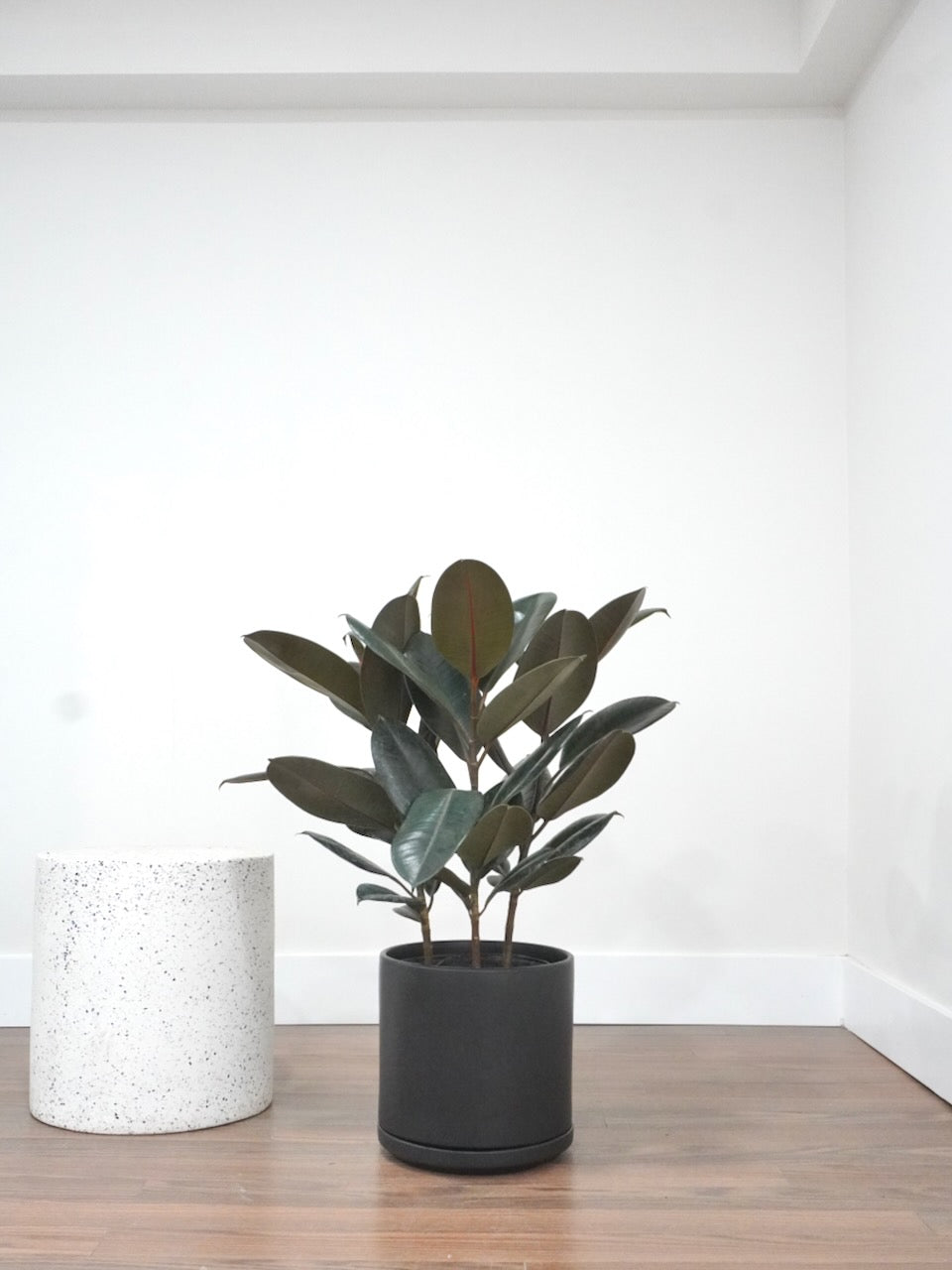 big rubber tree indoor Burgundy Rubber Tree, Ficus Elastica | Vancouver Plant Delivery