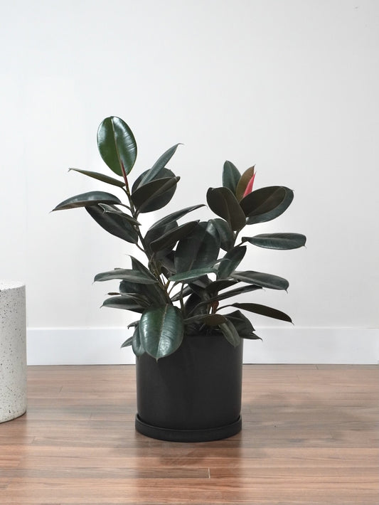 Big Red the Rubber Tree 'Burgundy' Bush, XL