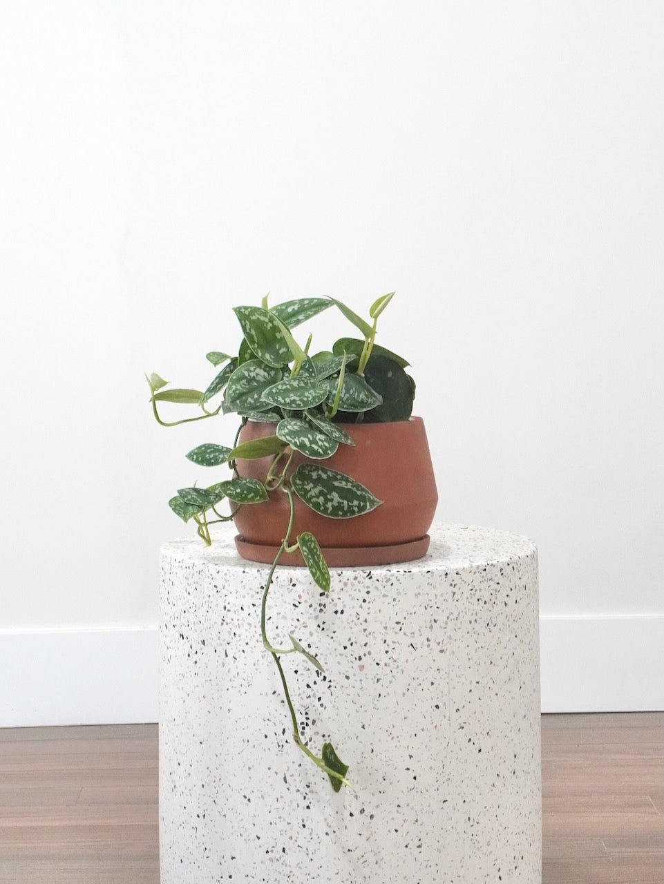 Drizzy the Satin Pothos, Medium