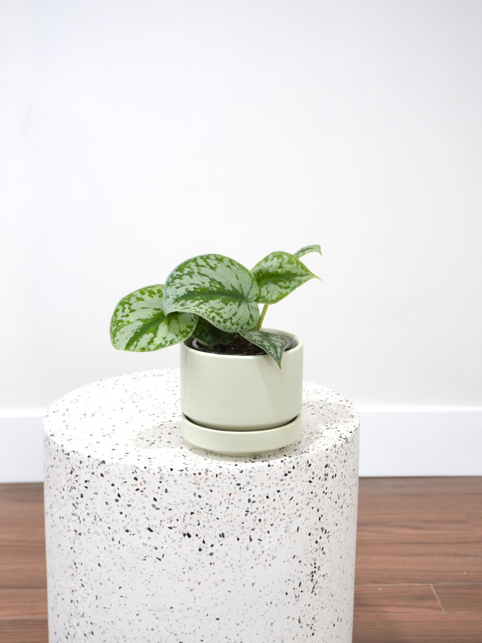 Drizzy the Satin Pothos, Small