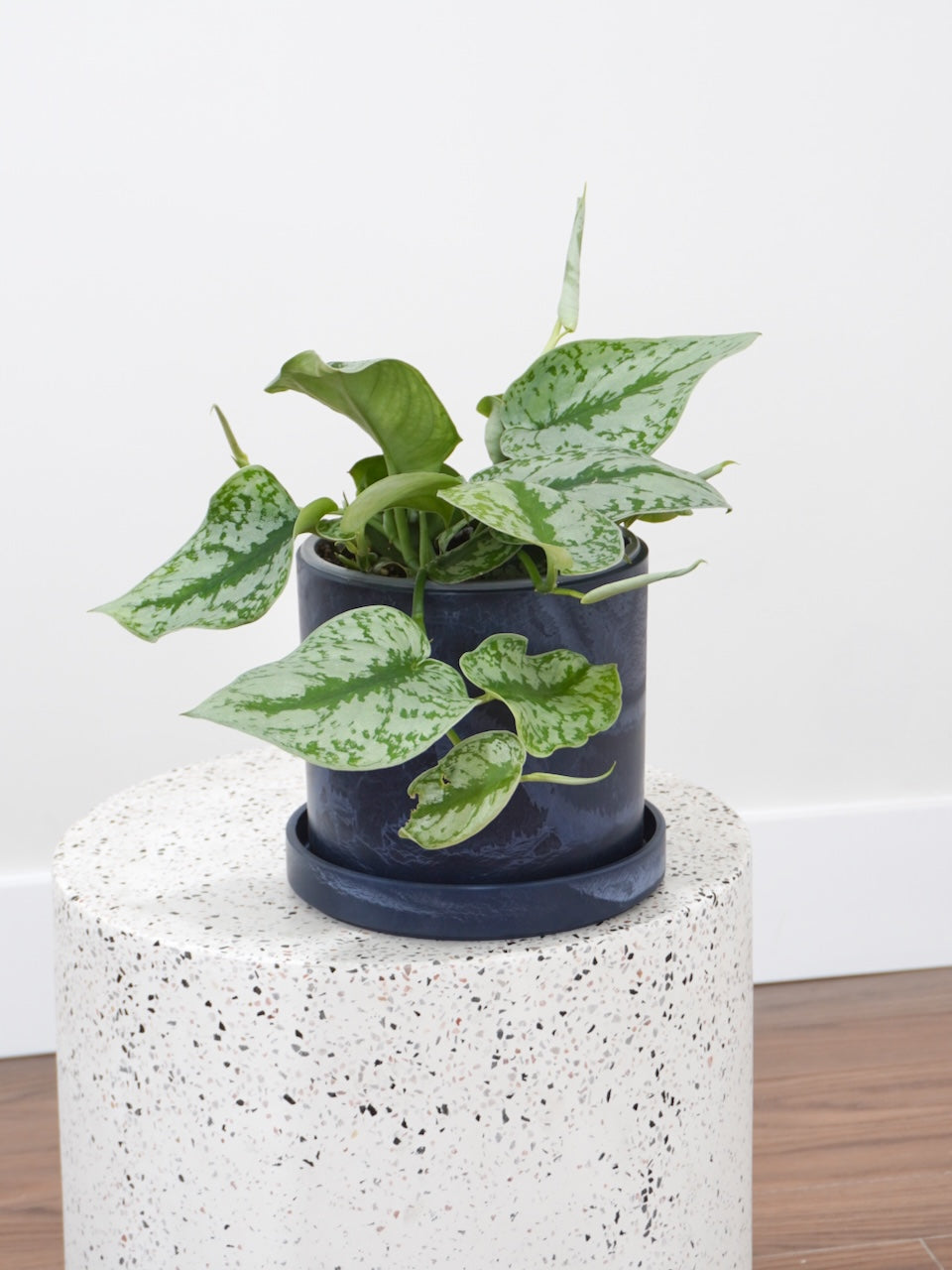 Drizzy the Satin Pothos, Medium