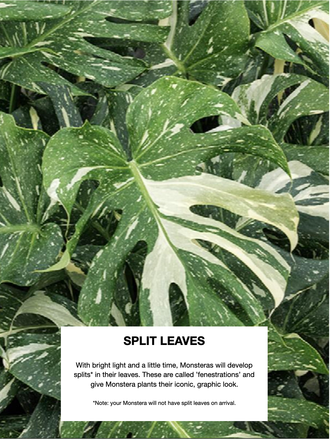 Zilla the Monstera Deliciosa 'Thai Constellation', Small