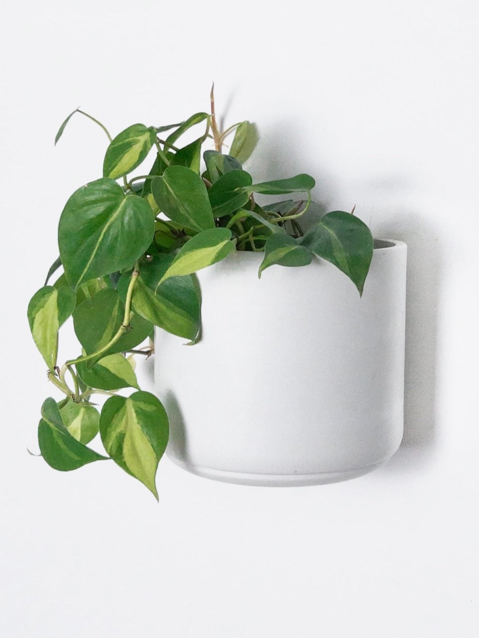 Kanso Recycled Wall Mounted Pot, Medium 7"