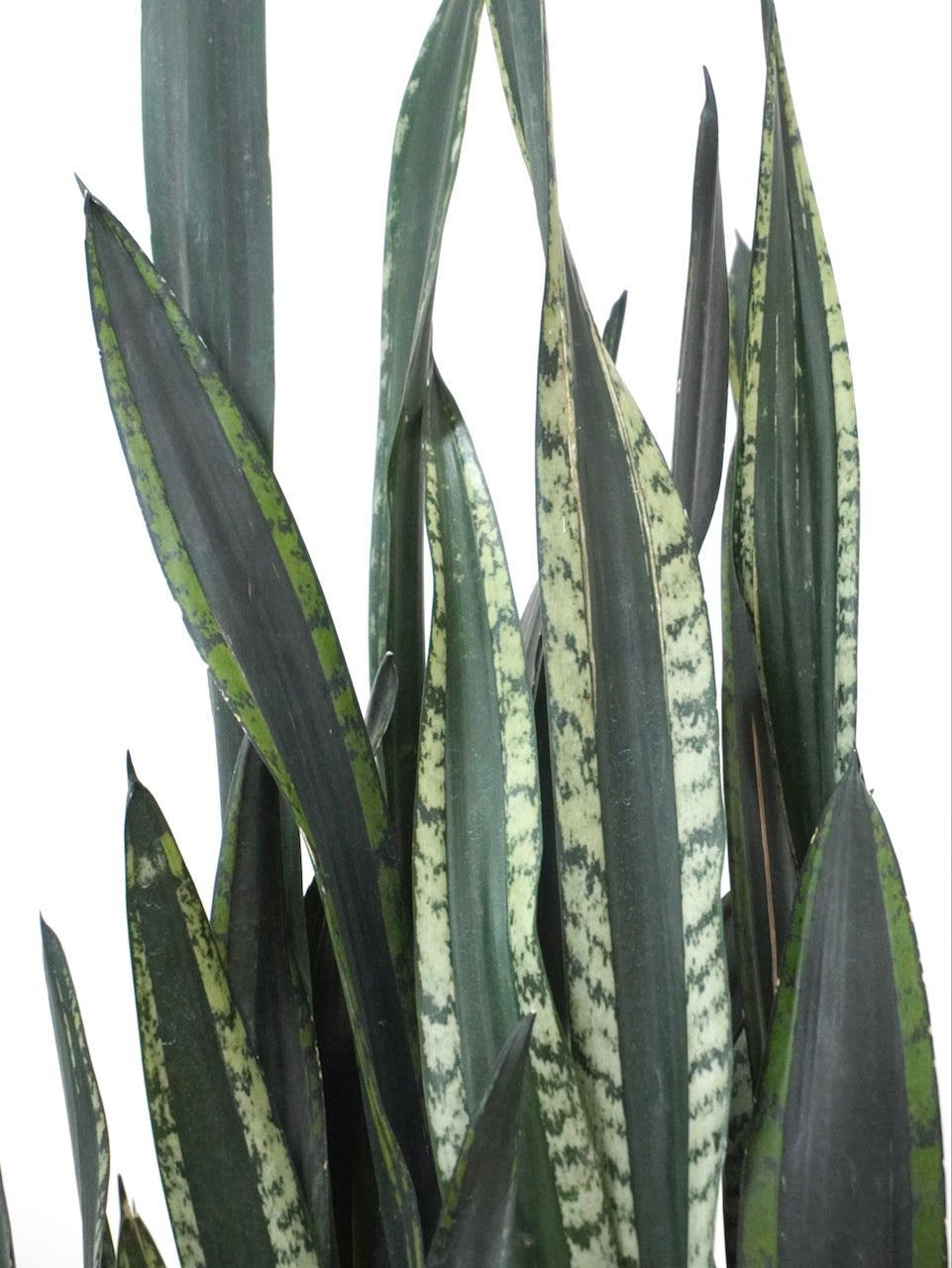 Monty the Snake Plant 'Silver Flame', XL