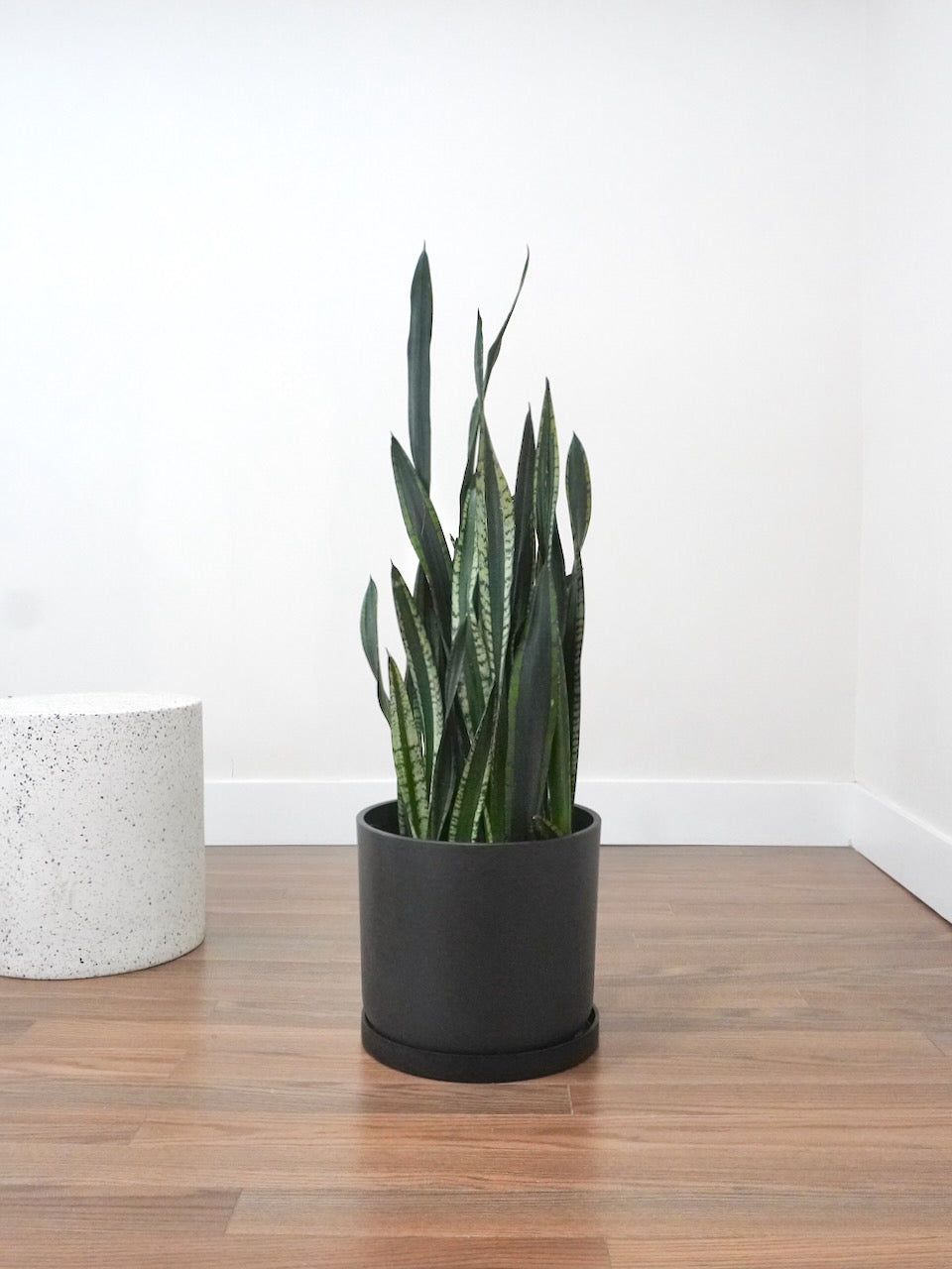 Monty the Snake Plant 'Silver Flame', XL