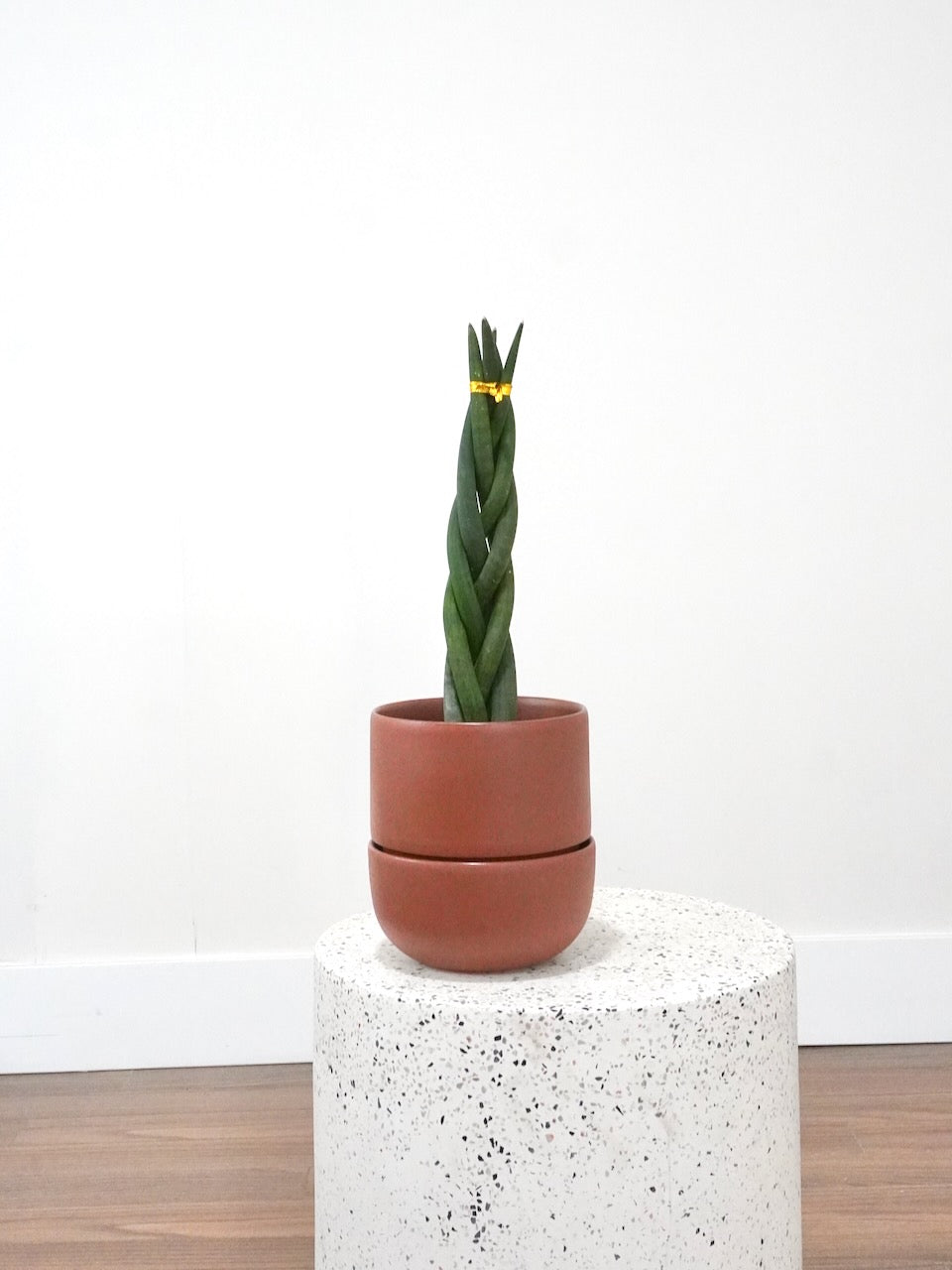 Monty the Snake Plant 'Cylindrica', Medium