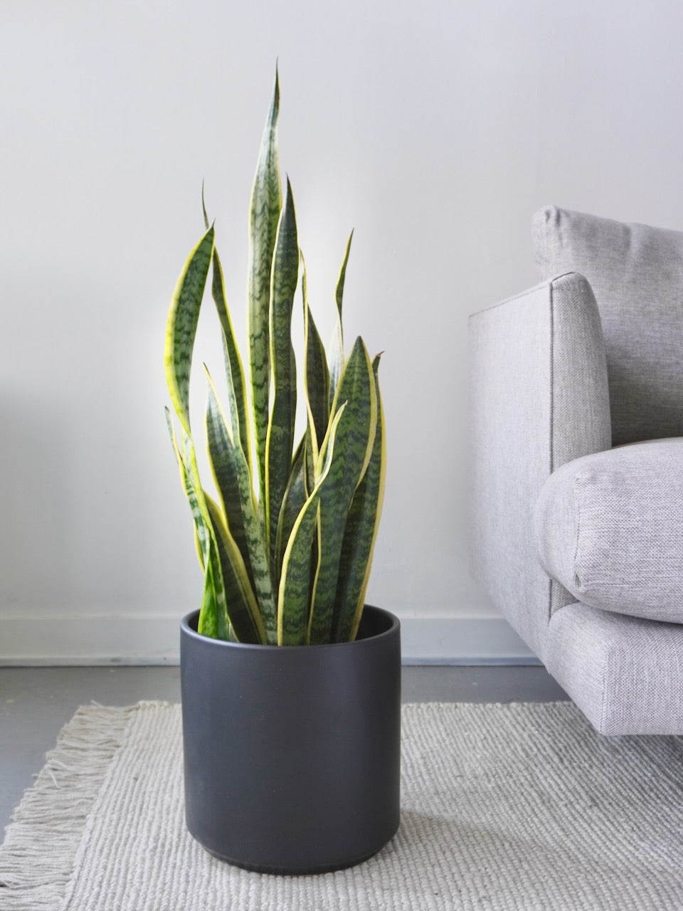 Monty the Snake Plant 'Laurentii', XL