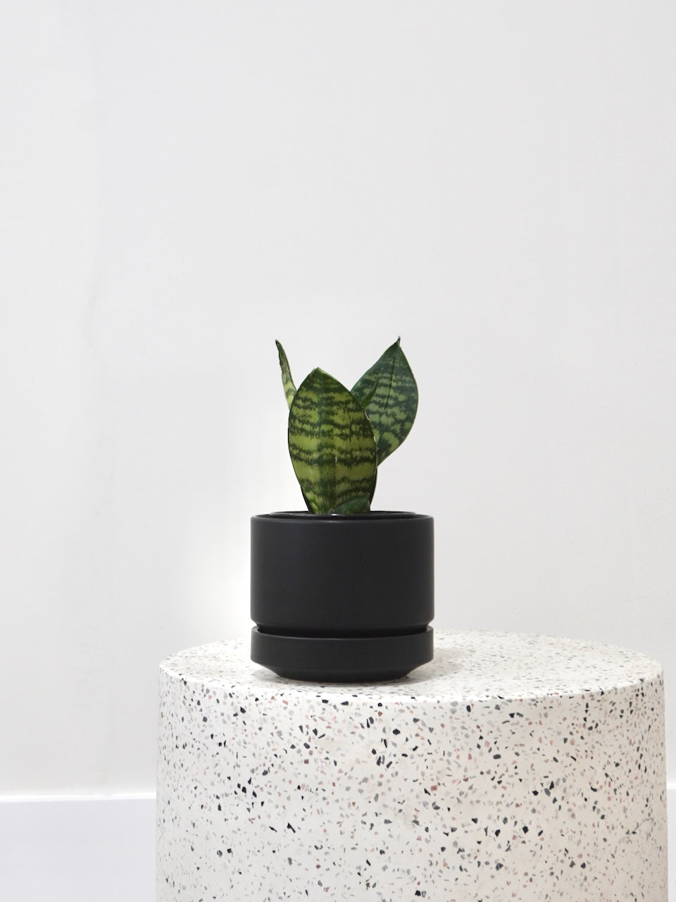 Monty the Snake Plant, Small