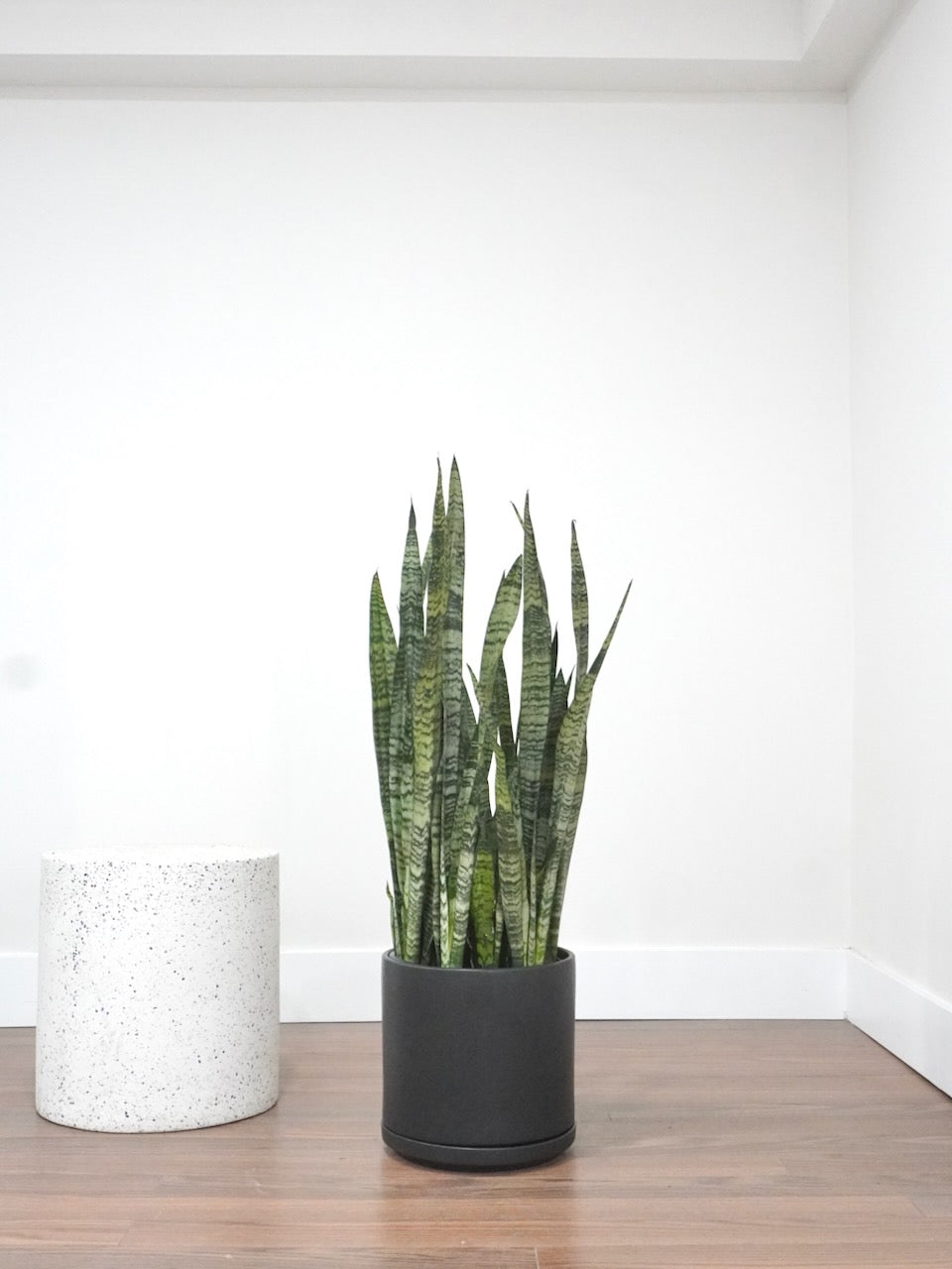 Monty the Snake Plant, XL