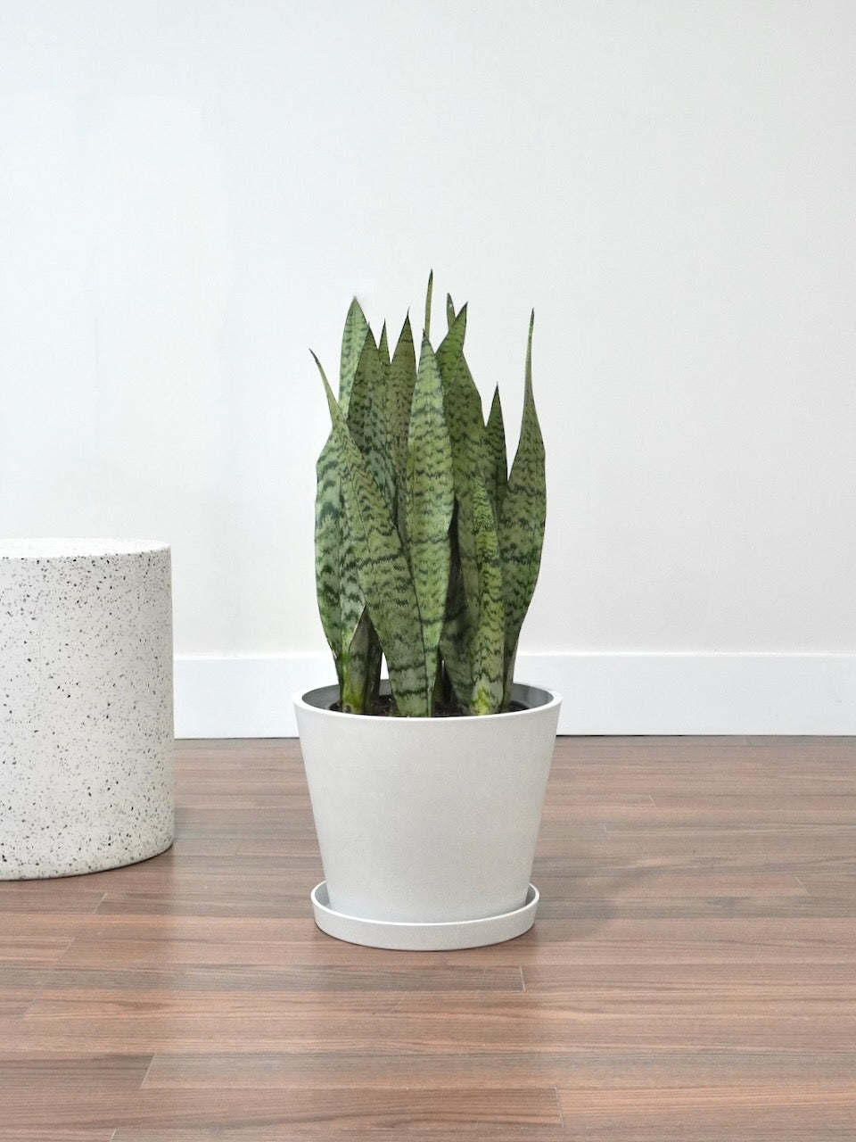 Monty the Snake Plant, XL *Special*