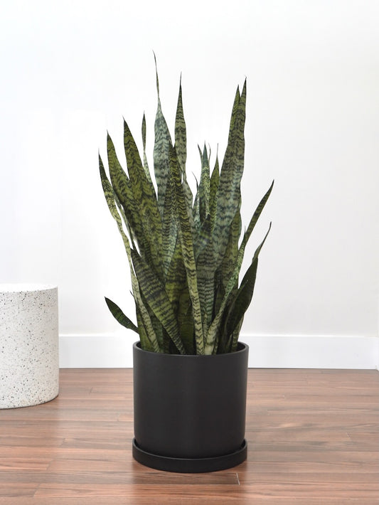 Monty the Snake Plant, XL