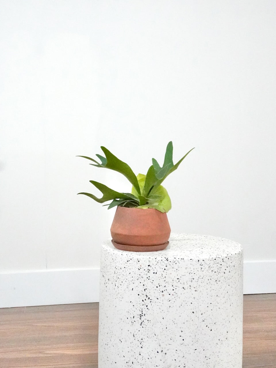 Bambi the Baby Staghorn Fern, Small