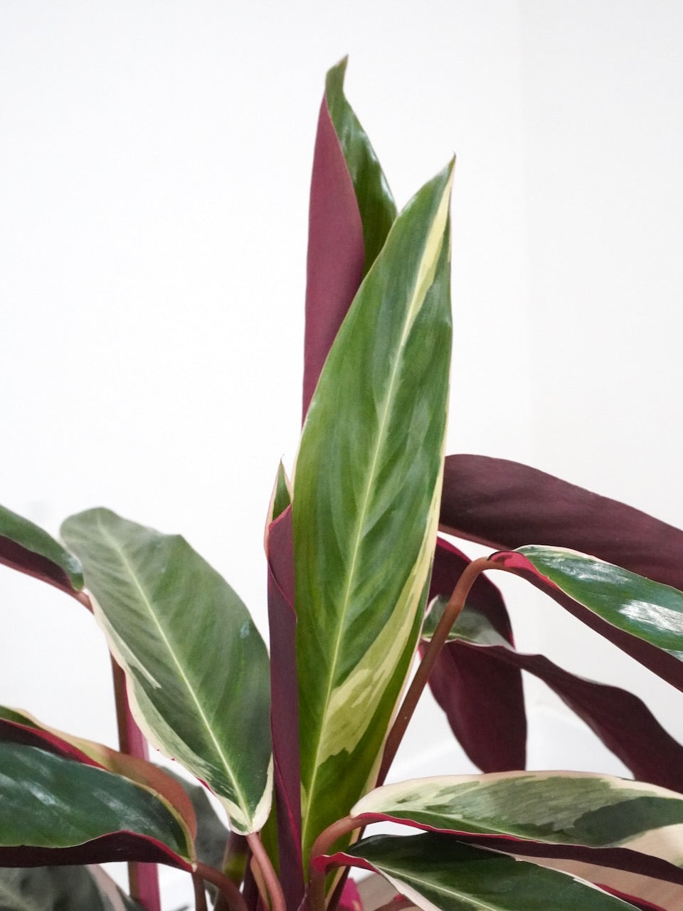 Close-up of a Stromanthe Triostar plant with green and purple leaves on a white background