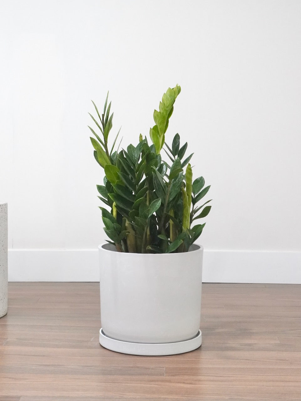 zz plant canada ZZ Plant, Zamioculcus | Vancouver Plant Store