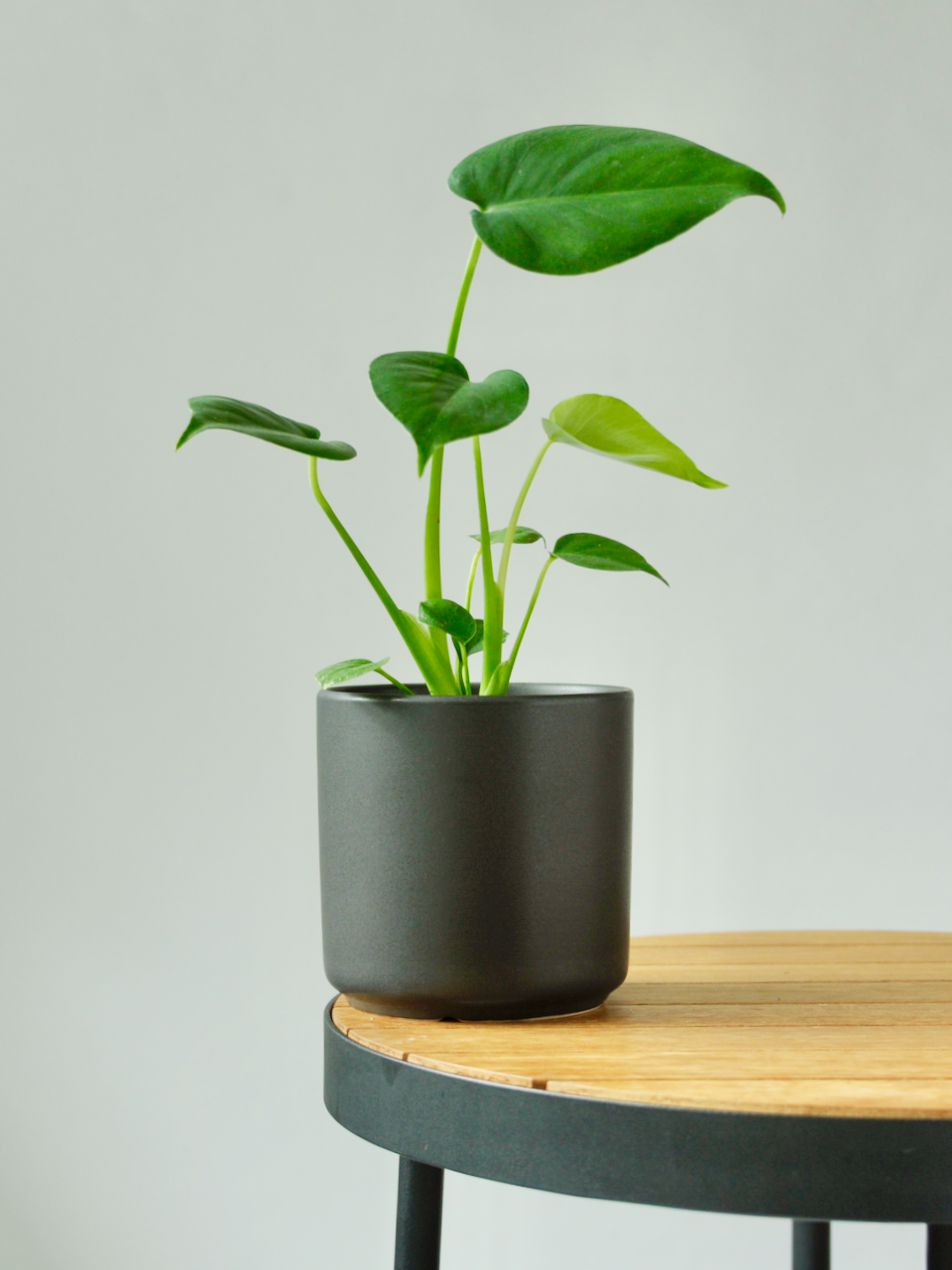 Zilla the Monstera Deliciosa, Small