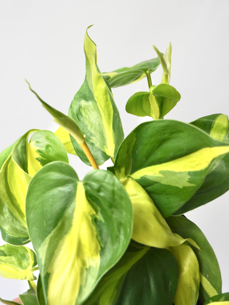 Pelé the Philodendron 'Brazil', Medium