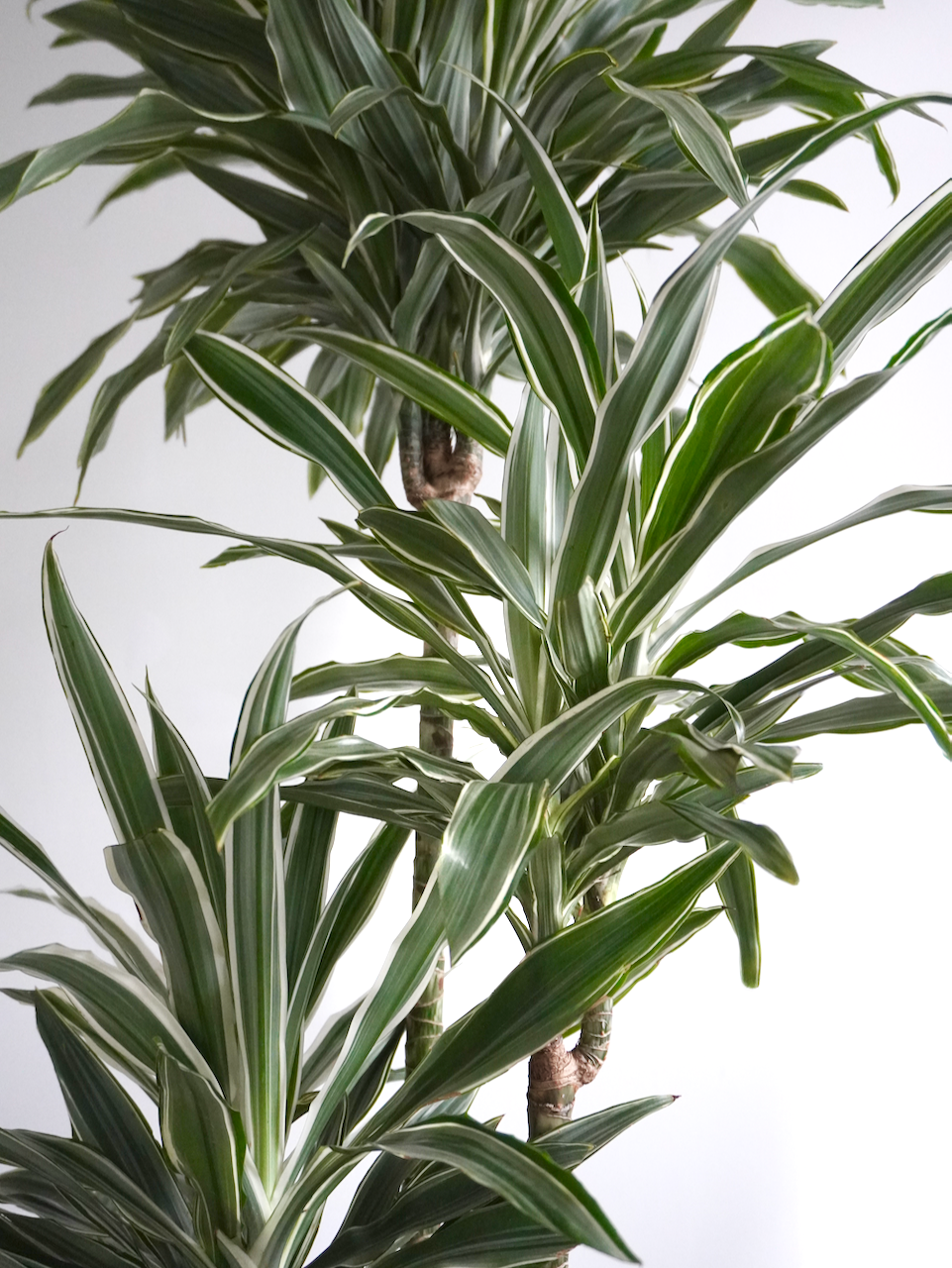 Warner the Dracaena Warneckii, XL