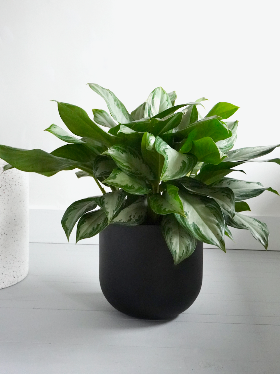 Chinese Evergreen Plant Vancouver Plant Store Frondly Plants