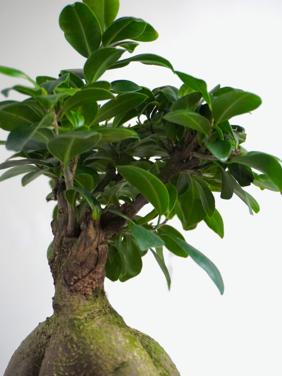 Ginny the Ficus Ginseng Bonsai, Medium