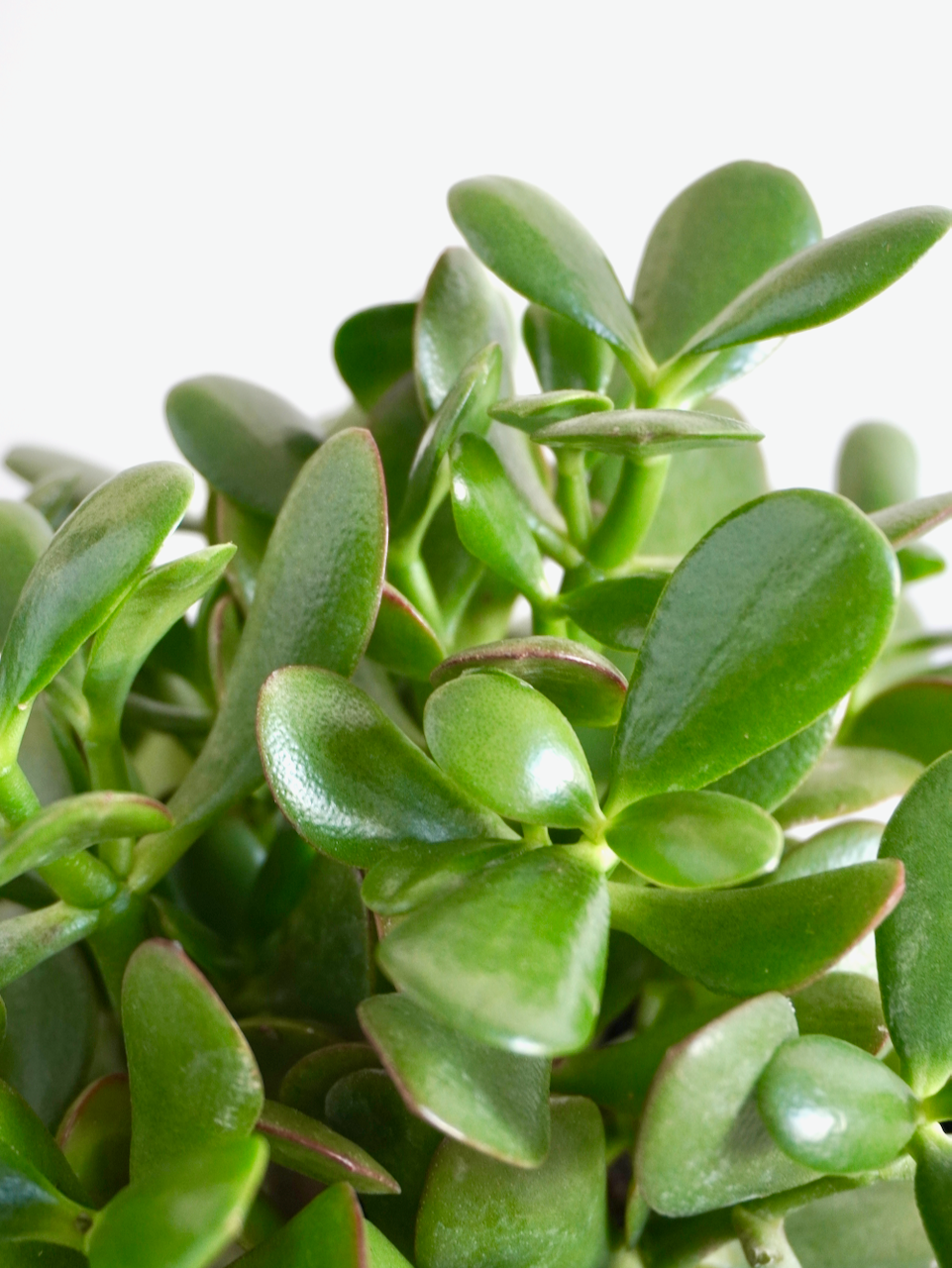 Emerald the Jade Plant, Medium