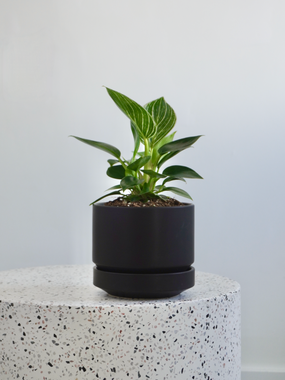 Phil the Philodendron 'Birkin', Small
